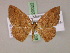  (Cyclophora AH01Tz - BC ZSM Lep 20022)  @14 [ ] CreativeCommons - Attribution Non-Commercial Share-Alike (2010) Unspecified SNSB, Zoologische Staatssammlung Muenchen
