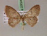  (Cyclophora AH02Tz - BC ZSM Lep 20024)  @14 [ ] CreativeCommons - Attribution Non-Commercial Share-Alike (2010) Unspecified SNSB, Zoologische Staatssammlung Muenchen