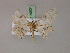  ( - BC ZSM Lep 20031)  @13 [ ] CreativeCommons - Attribution Non-Commercial Share-Alike (2010) Unspecified SNSB, Zoologische Staatssammlung Muenchen