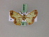  ( - BC ZSM Lep 20032)  @13 [ ] CreativeCommons - Attribution Non-Commercial Share-Alike (2010) Unspecified SNSB, Zoologische Staatssammlung Muenchen