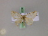  (Charissa AH01Tz - BC ZSM Lep 20036)  @11 [ ] CreativeCommons - Attribution Non-Commercial Share-Alike (2010) Unspecified SNSB, Zoologische Staatssammlung Muenchen