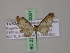  ( - BC ZSM Lep 20061)  @13 [ ] CreativeCommons - Attribution Non-Commercial Share-Alike (2010) Unspecified SNSB, Zoologische Staatssammlung Muenchen