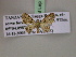  (Pasiphila BOLD:ABY7471 - BC ZSM Lep 20068)  @13 [ ] CreativeCommons - Attribution Non-Commercial Share-Alike (2010) Unspecified SNSB, Zoologische Staatssammlung Muenchen
