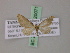  ( - BC ZSM Lep 20071)  @13 [ ] CreativeCommons - Attribution Non-Commercial Share-Alike (2010) Unspecified SNSB, Zoologische Staatssammlung Muenchen