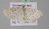  ( - BC ZSM Lep 21072)  @13 [ ] CreativeCommons - Attribution Non-Commercial Share-Alike (2010) Unspecified SNSB, Zoologische Staatssammlung Muenchen