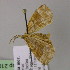  ( - BC ZSM Lep 21073)  @12 [ ] CreativeCommons - Attribution Non-Commercial Share-Alike (2010) Unspecified SNSB, Zoologische Staatssammlung Muenchen