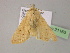  ( - BC ZSM Lep 21163)  @12 [ ] CreativeCommons - Attribution Non-Commercial Share-Alike (2010) Unspecified SNSB, Zoologische Staatssammlung Muenchen