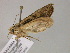  ( - BC ZSM Lep 21172)  @12 [ ] CreativeCommons - Attribution Non-Commercial Share-Alike (2010) Unspecified SNSB, Zoologische Staatssammlung Muenchen