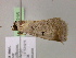  ( - BC ZSM Lep 21216)  @13 [ ] CreativeCommons - Attribution Non-Commercial Share-Alike (2010) Unspecified SNSB, Zoologische Staatssammlung Muenchen