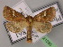  ( - BC ZSM Lep 21290)  @14 [ ] CreativeCommons - Attribution Non-Commercial Share-Alike (2010) Unspecified SNSB, Zoologische Staatssammlung Muenchen