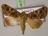  (Sideridis rivularis - BC ZSM Lep 21297)  @15 [ ] CreativeCommons - Attribution Non-Commercial Share-Alike (2010) Unspecified SNSB, Zoologische Staatssammlung Muenchen