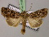  ( - BC ZSM Lep 21301)  @14 [ ] CreativeCommons - Attribution Non-Commercial Share-Alike (2010) Unspecified SNSB, Zoologische Staatssammlung Muenchen