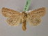  ( - BC ZSM Lep 21307)  @14 [ ] CreativeCommons - Attribution Non-Commercial Share-Alike (2010) Unspecified SNSB, Zoologische Staatssammlung Muenchen