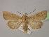  ( - BC ZSM Lep 21308)  @14 [ ] CreativeCommons - Attribution Non-Commercial Share-Alike (2010) Unspecified SNSB, Zoologische Staatssammlung Muenchen