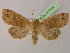  ( - BC ZSM Lep 21314)  @14 [ ] CreativeCommons - Attribution Non-Commercial Share-Alike (2010) Unspecified SNSB, Zoologische Staatssammlung Muenchen