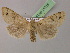  ( - BC ZSM Lep 21315)  @13 [ ] CreativeCommons - Attribution Non-Commercial Share-Alike (2010) Unspecified SNSB, Zoologische Staatssammlung Muenchen