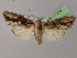  ( - BC ZSM Lep 21318)  @14 [ ] CreativeCommons - Attribution Non-Commercial Share-Alike (2010) Unspecified SNSB, Zoologische Staatssammlung Muenchen