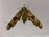  ( - BC ZSM Lep 21432)  @13 [ ] CreativeCommons - Attribution Non-Commercial Share-Alike (2010) Unspecified SNSB, Zoologische Staatssammlung Muenchen
