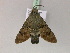  ( - BC ZSM Lep 21434)  @13 [ ] CreativeCommons - Attribution Non-Commercial Share-Alike (2010) Unspecified SNSB, Zoologische Staatssammlung Muenchen