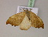  ( - BC ZSM Lep 21466)  @13 [ ] CreativeCommons - Attribution Non-Commercial Share-Alike (2010) Unspecified SNSB, Zoologische Staatssammlung Muenchen