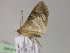  ( - BC ZSM Lep 21469)  @12 [ ] CreativeCommons - Attribution Non-Commercial Share-Alike (2010) Unspecified SNSB, Zoologische Staatssammlung Muenchen