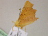  ( - BC ZSM Lep 21476)  @13 [ ] CreativeCommons - Attribution Non-Commercial Share-Alike (2010) Unspecified SNSB, Zoologische Staatssammlung Muenchen