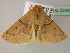  ( - BC ZSM Lep 22483)  @13 [ ] CreativeCommons - Attribution Non-Commercial Share-Alike (2010) Unspecified SNSB, Zoologische Staatssammlung Muenchen