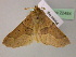  ( - BC ZSM Lep 22484)  @13 [ ] CreativeCommons - Attribution Non-Commercial Share-Alike (2010) Unspecified SNSB, Zoologische Staatssammlung Muenchen