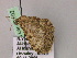  ( - BC ZSM Lep 22502)  @12 [ ] CreativeCommons - Attribution Non-Commercial Share-Alike (2010) Unspecified SNSB, Zoologische Staatssammlung Muenchen