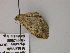  ( - BC ZSM Lep 22509)  @12 [ ] CreativeCommons - Attribution Non-Commercial Share-Alike (2010) Unspecified SNSB, Zoologische Staatssammlung Muenchen