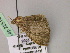  ( - BC ZSM Lep 22514)  @12 [ ] CreativeCommons - Attribution Non-Commercial Share-Alike (2010) Unspecified SNSB, Zoologische Staatssammlung Muenchen