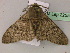  ( - BC ZSM Lep 22550)  @12 [ ] CreativeCommons - Attribution Non-Commercial Share-Alike (2010) Unspecified SNSB, Zoologische Staatssammlung Muenchen