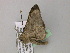  ( - BC ZSM Lep 22553)  @12 [ ] CreativeCommons - Attribution Non-Commercial Share-Alike (2010) Unspecified SNSB, Zoologische Staatssammlung Muenchen