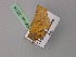  ( - BC ZSM Lep 22554)  @12 [ ] CreativeCommons - Attribution Non-Commercial Share-Alike (2010) Unspecified SNSB, Zoologische Staatssammlung Muenchen