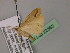  ( - BC ZSM Lep 22563)  @13 [ ] CreativeCommons - Attribution Non-Commercial Share-Alike (2010) Unspecified SNSB, Zoologische Staatssammlung Muenchen
