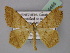  ( - BC ZSM Lep 24466)  @11 [ ] CreativeCommons - Attribution Non-Commercial Share-Alike (2010) Unspecified SNSB, Zoologische Staatssammlung Muenchen