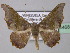  (Halesa aenethusaria - BC ZSM Lep 24468)  @11 [ ] CreativeCommons - Attribution Non-Commercial Share-Alike (2010) Unspecified SNSB, Zoologische Staatssammlung Muenchen