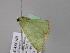  (Comibaena punctariaAH01Md - BC ZSM Lep 24475)  @11 [ ] CreativeCommons - Attribution Non-Commercial Share-Alike (2010) Unspecified SNSB, Zoologische Staatssammlung Muenchen