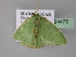  (Comibaena punctariaAH02Md - BC ZSM Lep 24476)  @11 [ ] CreativeCommons - Attribution Non-Commercial Share-Alike (2010) Unspecified SNSB, Zoologische Staatssammlung Muenchen