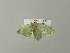  ( - BC ZSM Lep 78483)  @12 [ ] CreativeCommons - Attribution Non-Commercial Share-Alike (2013) Axel Hausmann/Bavarian State Collection of Zoology (ZSM) SNSB, Zoologische Staatssammlung Muenchen