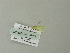  ( - BC ZSM Lep 78484)  @12 [ ] CreativeCommons - Attribution Non-Commercial Share-Alike (2013) Axel Hausmann/Bavarian State Collection of Zoology (ZSM) SNSB, Zoologische Staatssammlung Muenchen