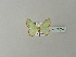 ( - BC ZSM Lep 78530)  @13 [ ] CreativeCommons - Attribution Non-Commercial Share-Alike (2013) Axel Hausmann/Bavarian State Collection of Zoology (ZSM) SNSB, Zoologische Staatssammlung Muenchen