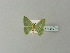 ( - BC ZSM Lep 78534)  @11 [ ] CreativeCommons - Attribution Non-Commercial Share-Alike (2013) Axel Hausmann/Bavarian State Collection of Zoology (ZSM) SNSB, Zoologische Staatssammlung Muenchen