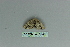  (Stegania dalmataria - BC ZSM Lep 80096)  @12 [ ] CreativeCommons - Attribution Non-Commercial Share-Alike (2013) Axel Hausmann/Bavarian State Collection of Zoology (ZSM) SNSB, Zoologische Staatssammlung Muenchen