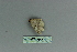  ( - BC ZSM Lep 80097)  @12 [ ] CreativeCommons - Attribution Non-Commercial Share-Alike (2013) Axel Hausmann/Bavarian State Collection of Zoology (ZSM) SNSB, Zoologische Staatssammlung Muenchen
