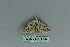  ( - BC ZSM Lep 80103)  @12 [ ] CreativeCommons - Attribution Non-Commercial Share-Alike (2013) Axel Hausmann/Bavarian State Collection of Zoology (ZSM) SNSB, Zoologische Staatssammlung Muenchen
