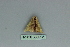  ( - BC ZSM Lep 80104)  @12 [ ] CreativeCommons - Attribution Non-Commercial Share-Alike (2013) Axel Hausmann/Bavarian State Collection of Zoology (ZSM) SNSB, Zoologische Staatssammlung Muenchen