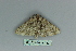  ( - BC ZSM Lep 80112)  @12 [ ] CreativeCommons - Attribution Non-Commercial Share-Alike (2013) Axel Hausmann/Bavarian State Collection of Zoology (ZSM) SNSB, Zoologische Staatssammlung Muenchen