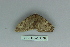  ( - BC ZSM Lep 80113)  @12 [ ] CreativeCommons - Attribution Non-Commercial Share-Alike (2013) Axel Hausmann/Bavarian State Collection of Zoology (ZSM) SNSB, Zoologische Staatssammlung Muenchen