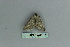  ( - BC ZSM Lep 80115)  @12 [ ] CreativeCommons - Attribution Non-Commercial Share-Alike (2013) Axel Hausmann/Bavarian State Collection of Zoology (ZSM) SNSB, Zoologische Staatssammlung Muenchen